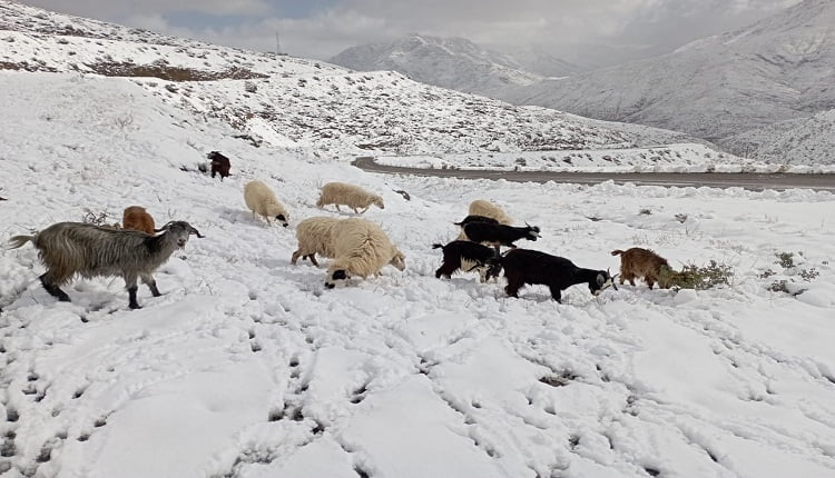 فعاليات تطالب بالإسراع بإنقاذ أسر محاصرة في قمم الجبال