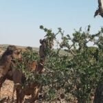 أولاد تايمة : حملة طبية توعوية لفائدة ساكنة المدينة