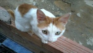 عاقبة وخيمة لقاتل قطة وشط الشارع العام