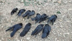 نفوق عشرات الغربان في ظروف يكتنفها الغموض، وسط مطالب بفتح تحقيق في الواقعة