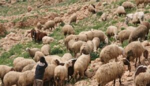 الكلاب الضالة تكبد "كسابا" خسائر فادحة 10 30 كلبا ضالا هاجم رؤوس المواشي