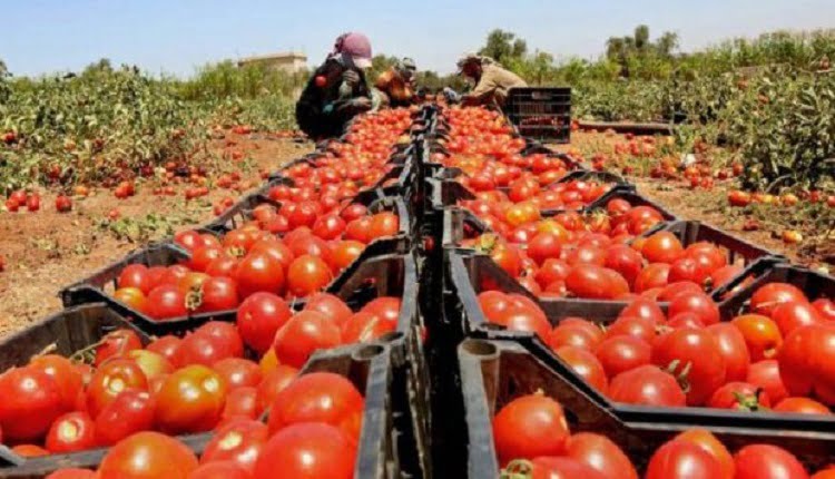 إنتاج الطماطم بجهة سوس ماسة.