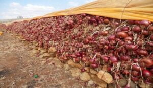 البصل ب:15درهما: الغليان في أسعار الخضر والفواكه بجهة سوس ماسة. التفاصيل بالأثمان. 2 البصل