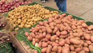 بطاطس