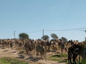 جحافل الإبل وقطعان الأغنام والماعز 1