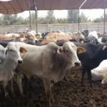 تخريب مسجد من طرف عصابة الكنوز يثير غضب حقوقيين، وسط مطالب بفتح تحقيق