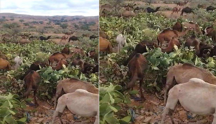 فعاليات أمازيغية تدين تصاعد اعتداءات “الرعاة الرحل” في سوس الكبير وسيدي إفني