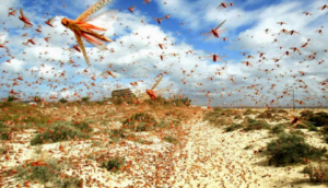 أسراب الجراد تواصل اجتياح طاطا
