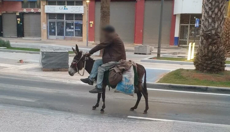 حمير وكلاب 1