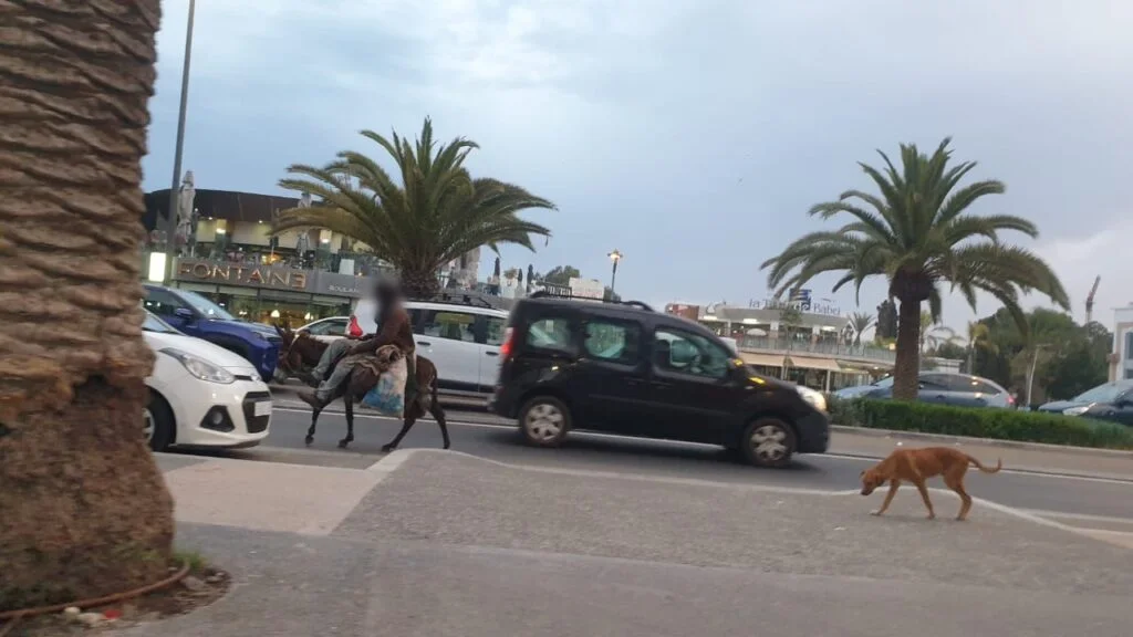 أكادير : حمير وكلاب بقلب المنطقة السياحية تثير غضب المواطنين والسياح