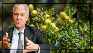 الوزير صديقي يكشف من أكادير عن المبلغ الذي اسثتمره المغرب لتشجيع زراعة شجر الأركان. 5 صديقي