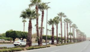 نخيل
