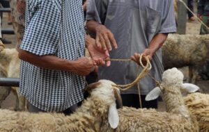 أونسا تكشف عن نصائحها لعيد الأضحى 2023: 2 نصائحها لعيد الأضحى 2023