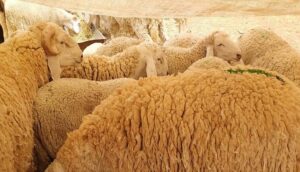 إقبال محتشم على اقتناء أضاحي العيد وسط ترقب لتراجع الأسعار. 4 أضاحي العيد