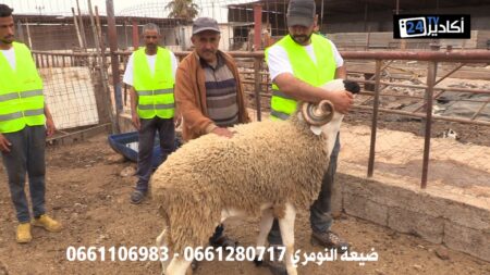 شاهد أكبر خروف بضيعة النومري بأكادير: من سلالة "الصردي الأصيل" ووزنه 160 كلغ