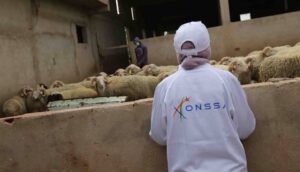 مخالفات تتسبب في حجز المئات من رؤوس الأغنام والماعز مع تحرير محاضر للمخالفين