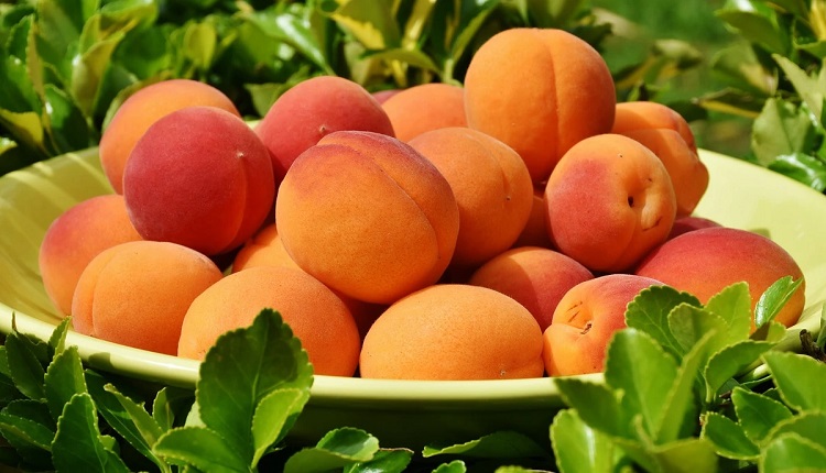 خبراء يكشفون عن الفوائد الصحية لفاكهة المشمش.