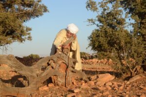 حكمة وحب شجرة الأركان 5 بوفتاس