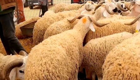 انطلاق عملية تنظيم ومراقبة الأضاحي بأحد أكبر أسواق جهة سوس ماسة