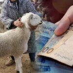 اجتياح “الحلوف” مدينة الصويرة يثير مخاوف الساكنة، ويسائل تدخلات المسؤولين لحماية الأرواح والممتلكات