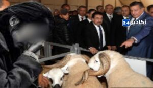 غلاء أسعار الأضاحي