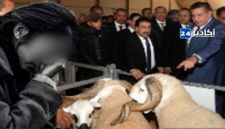 رغم وعود الحكومة، غلاء أسعار الأضاحي يستمر قبيل عيد الأضحى