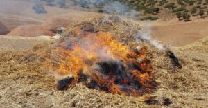 حجز 216 رأسا من الأغنام بعدضبط نحو 12 طنا من فضلات الدجاج الموجهة لتسمين أكباش عيد الأضحى.