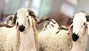 صرف إعانة عيد الأضحى للقيمين الدينيين والعاجزين وأرامل المنخرطين