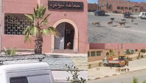 سيدي إفني: قطعان من الكلاب الضالة تغزو مركز تيوغزة أمام خوف واستياء الساكنة 3 الكلاب الضالة تغزو مركز تيوغزة
