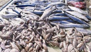 توقيف شاحنة يسفر عن حجز أطنان من الأسماك المهربة