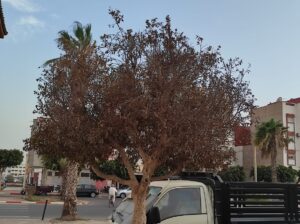 تداعيات الحرارة المفرطة بأكادير تنعكس على البيئة الخضراء بالمدينة (+صور)