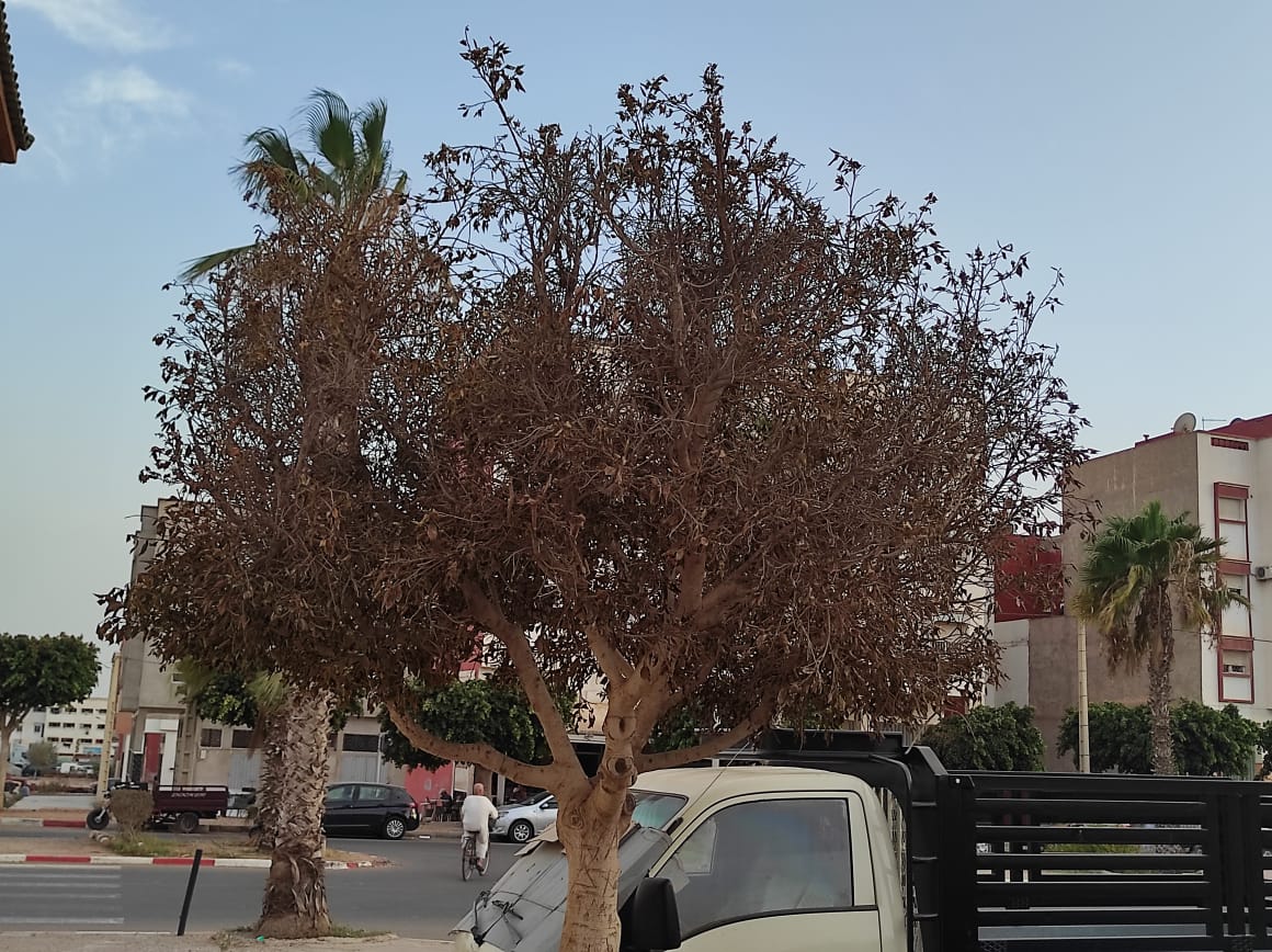 تداعيات الحرارة المفرطة بأكادير تنعكس على البيئة الخضراء بالمدينة (+صور)