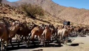 انتهاكات الرعاة الرحال بربوع سوس