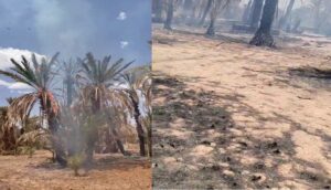 اندلاع حريق مهول في أشجار النخيل بجماعة تامكروت