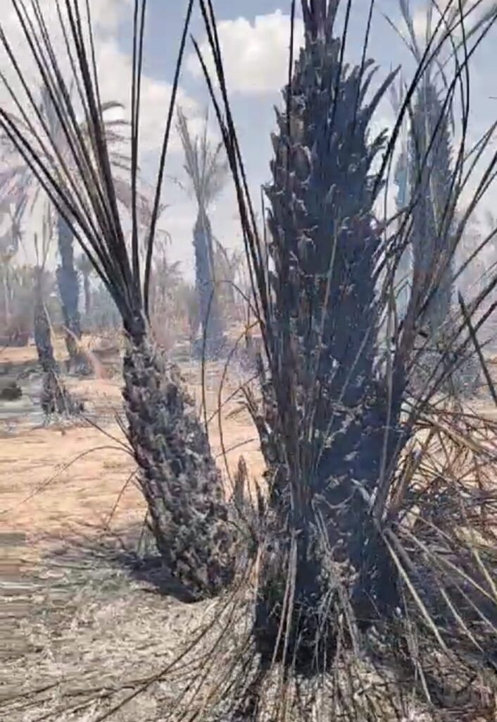 اندلاع حريق مهول في أشجار النخيل بجماعة تامكروت 4