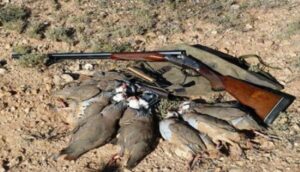 جمعويون يستنكرون انتشار ظاهرة القنص العشوائي، وسط مطالب بحماية طيور نادرة من الانقراض