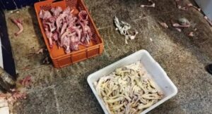 +صور..حجز أطنان من لحوم الدجاج والأسماك الفاسدة بمحل للبيع بالجملة