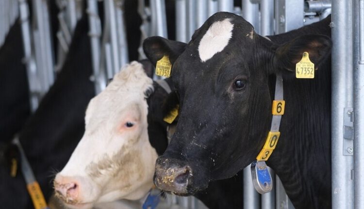 تارودانت : شكاية ضد رئيس جماعة الخنافيف بسبب ترخيص ضيعة للأبقار وسط دوار سكني تارودانت : شكاية ضد رئيس جماعة الخنافيف بسبب ترخيص ضيعة للأبقار وسط دوار سكني