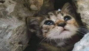 إحداث وحدات صحية بيطرية ميدانية لتوفير الإسعافات الأولية للماشية والدواب التي تضررت بسبب الزلزال.