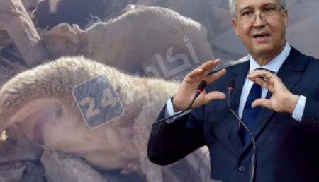 مواطنون يشكون نفوق مواشيهم في زلزال الحوز، وينشدون تدخل وزارة الفلاحة لتوفير الأعلاف للناجية منها