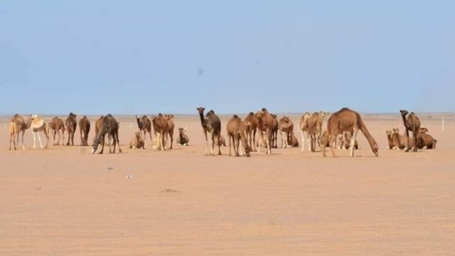 مهرجان الساقية الحمراء الدولي لسباق الإبل 6
