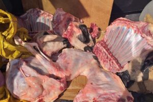 ضبط ذبيحتين سريتين على متن عربة يدوية