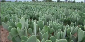 إطلاق عملية غرس نبات الصبار المقاوم للحشرة القرمزية بسيدي إفني
