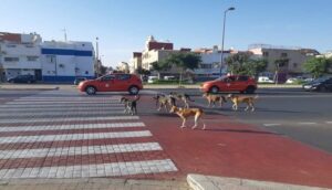 أكادير : انتشار الكلاب الضالة وسط الطرق الرئيسية يثير غضب السائقين ويعرض سلامتهم للخطر 10 الكلاب الضالة أكادير