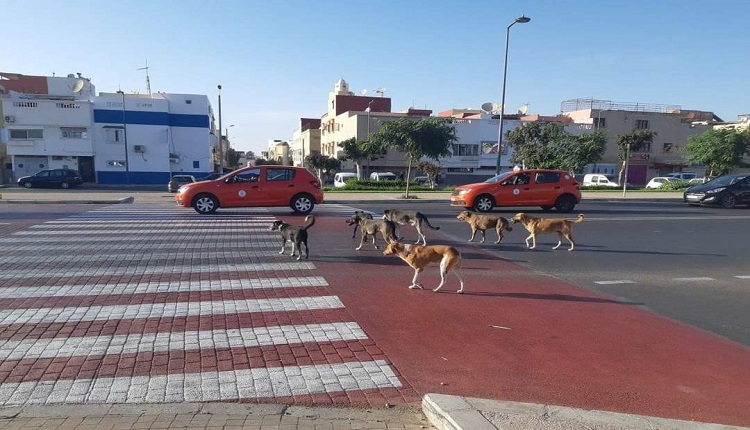 الكلاب الضالة أكادير
