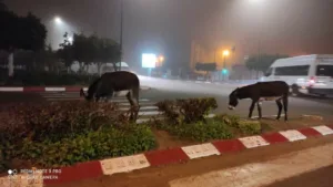 أكادير : انتشار الحيوانات وسط المدينة يثير استياء الغيورين، وسط مطالب بالقطع مع مظاهر الترييف