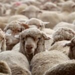 وزير الداخلية يكشف جهود وزارته لمعالجة آفة انتشار المتشردين والمرضى العقليين في الشوارع