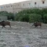 أكادير : الساحة الفنية الأمازيغية تفقد الفنان الطيب أقديم.