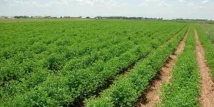 انتقادات تطوق مخطط “المغرب الأخضر” بمجلس المستشارين، وسط مطالب باستفادة المغاربة من المنتجات الفلاحية بأسعار معقولة