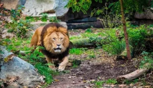 حقيقة ظهور أسد الأطلس وهجومه على فتاة ضواحي خنيفرة.